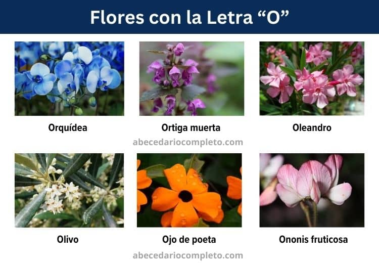 flores con la letra o