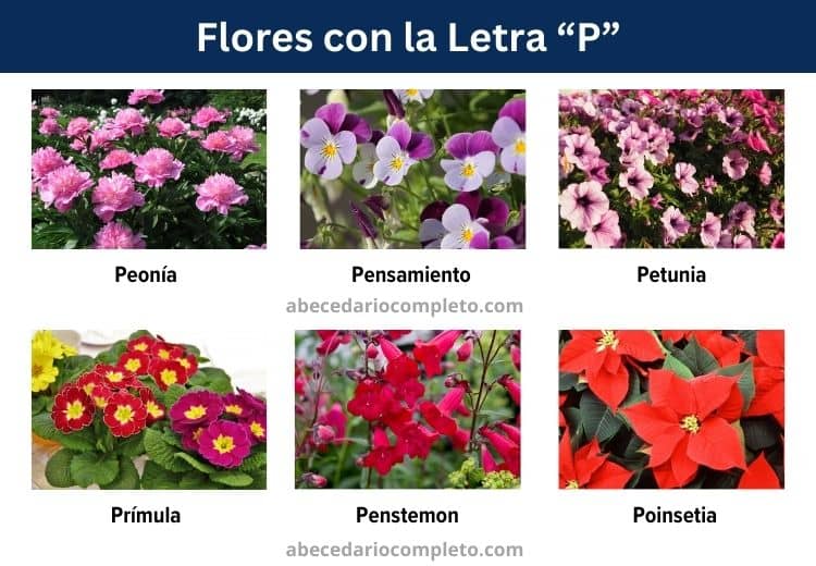 flores con la letra p