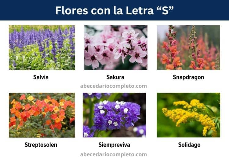 flores con la letra s