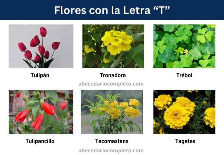 flores con la letra t