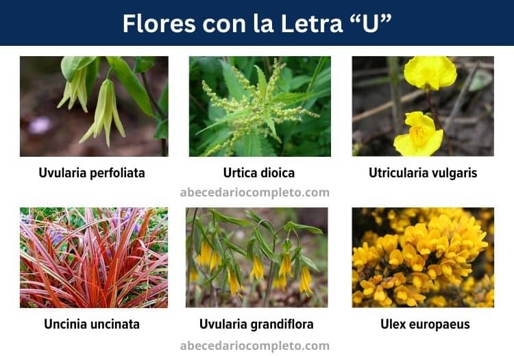 flores con u