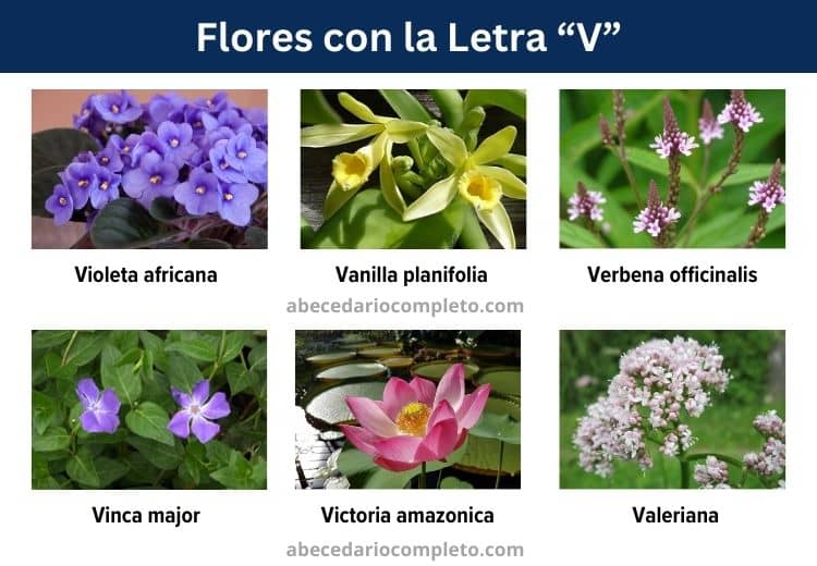 flores con la letra v