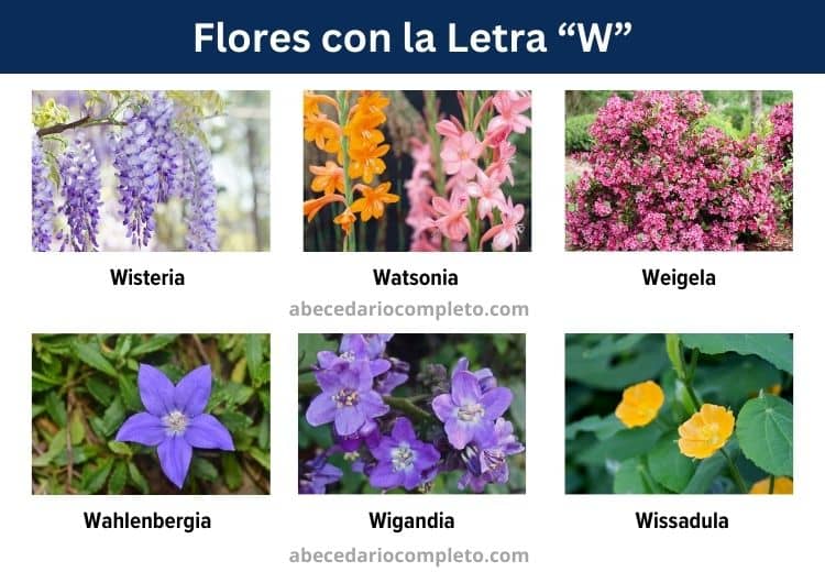 flores con la letra w