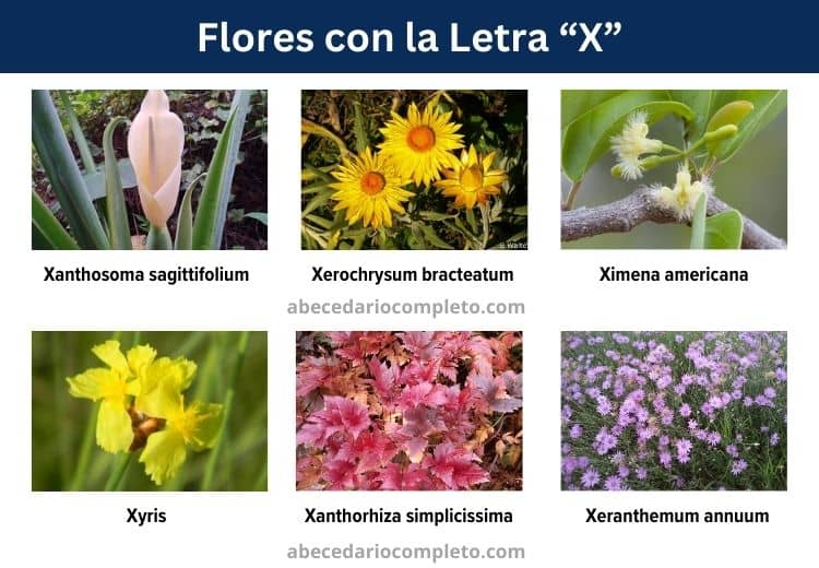 flores con la letra x