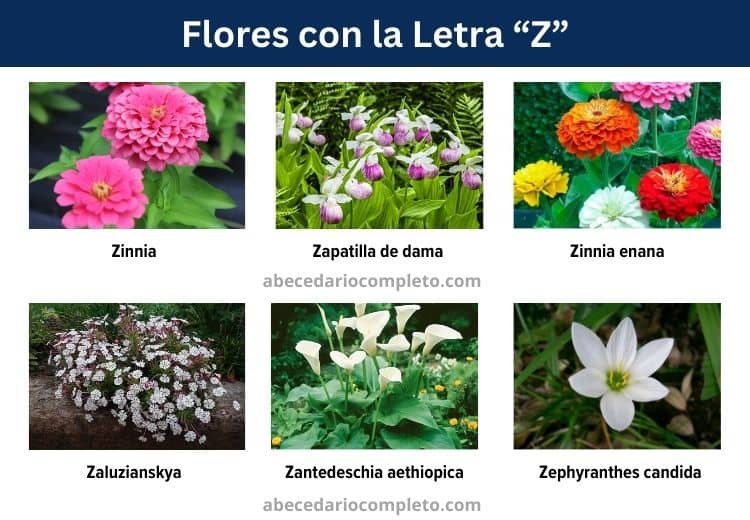 flores con z